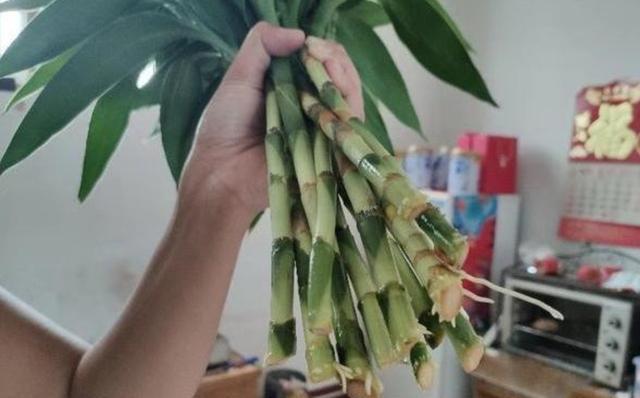 养富贵竹没有生根剂怎么办,不会养富贵竹教你1个水培秘方