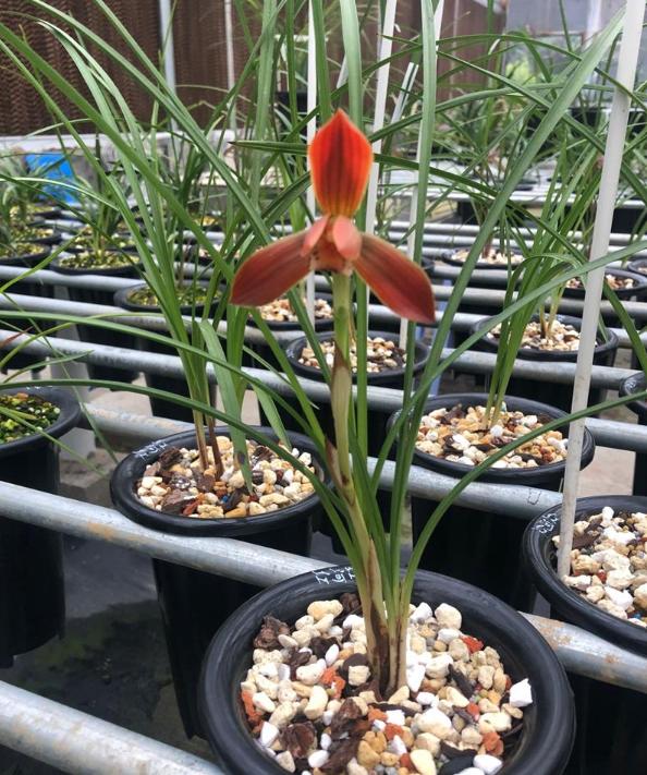 在山上发现野生的漂亮的中国兰花,山里的野生稀有兰花