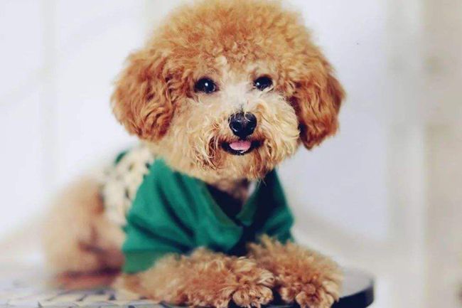 贵宾犬不吃东西又吐怎么办,贵宾犬不吃狗粮怎么办