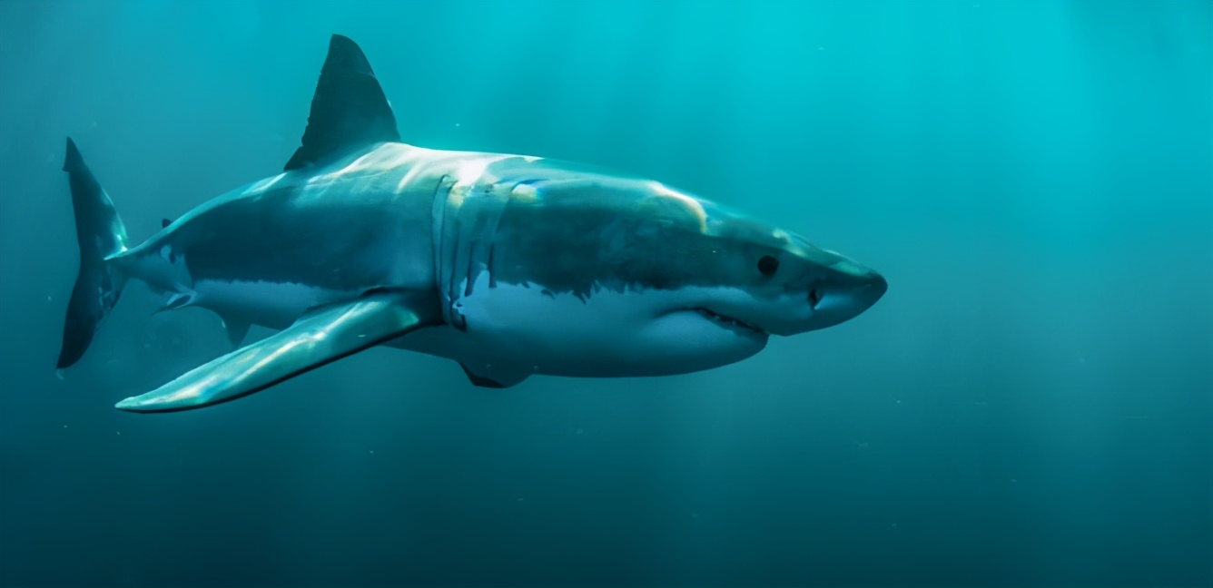 大白鲨真的是海洋霸主吗,海洋里的杀手大白鲨