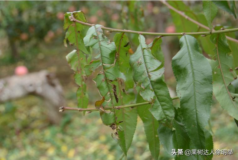 桃树主干形修剪技术有哪些,主干形桃树的夏季修剪方法完整版