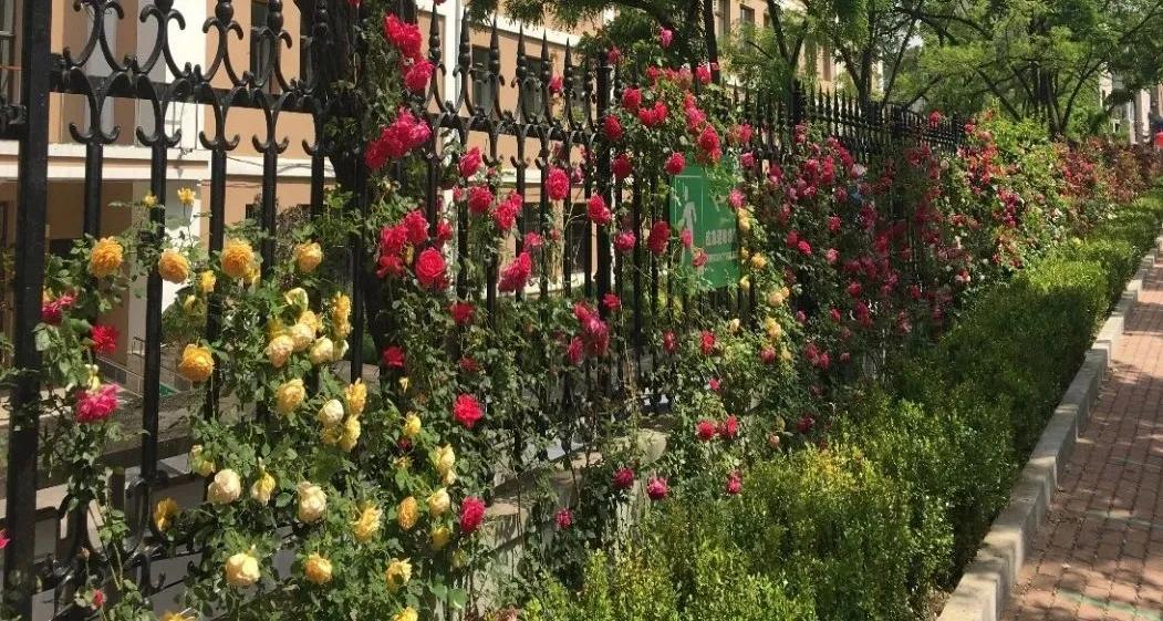 大连五中vs金州高级中学,大连五中高中