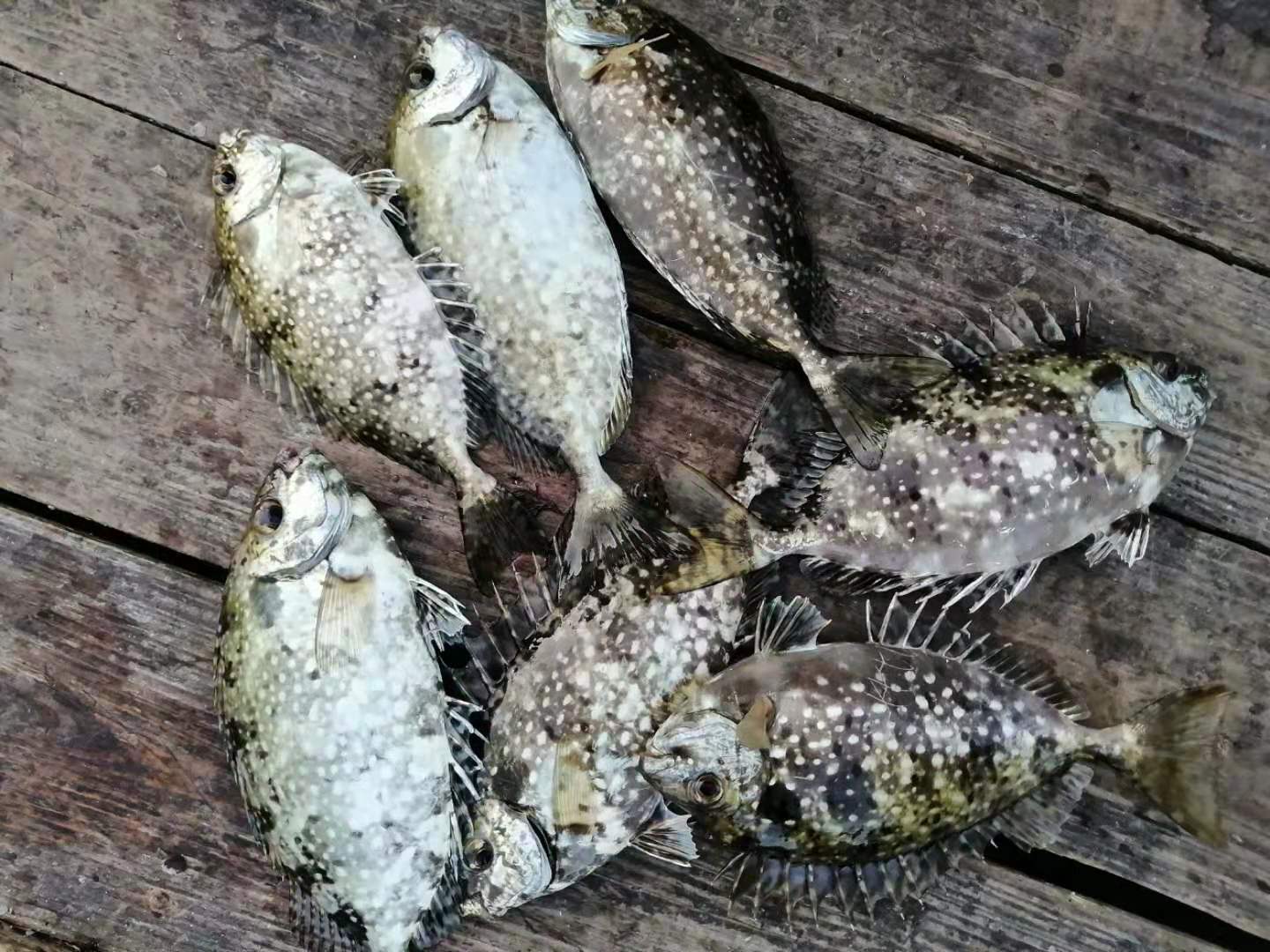 海钓注意有毒鱼种,海钓七种危险鱼类