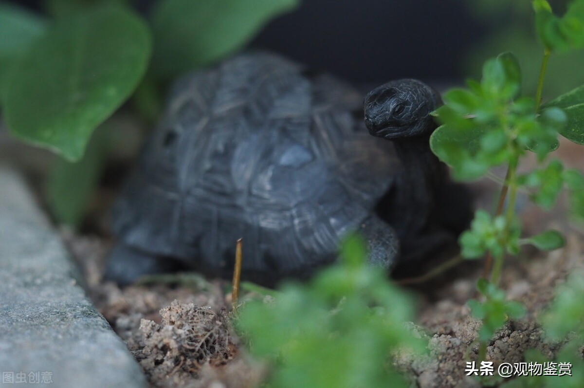 乌龟应如何养,乌龟养好最佳方法