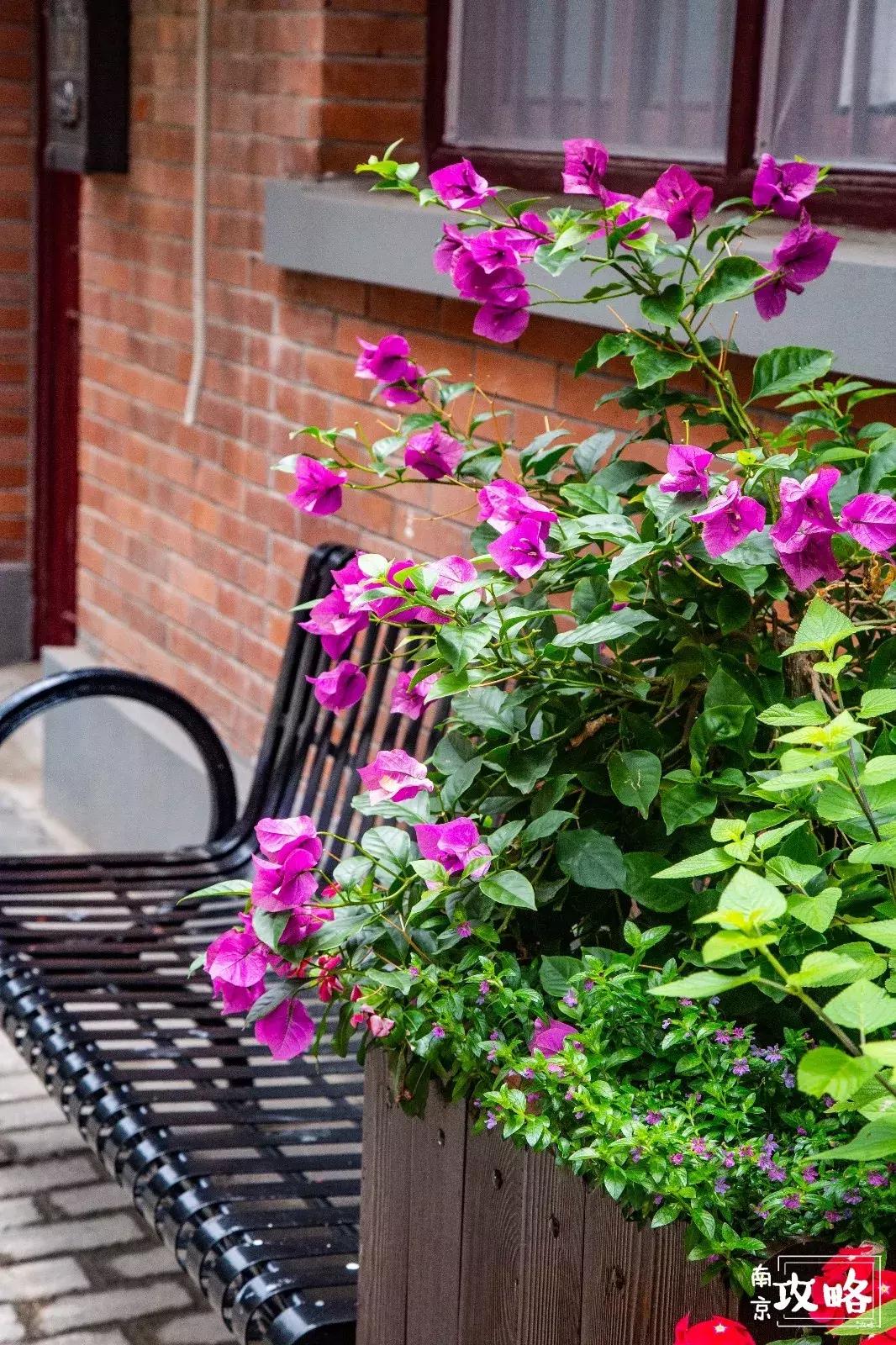 慧园里，南京城中，时光交错的角落