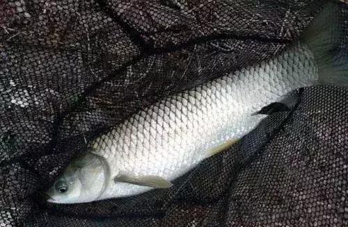 这种瘦身鱼高达40元/斤的售价,养殖诀窍竟然是“不喂食”?