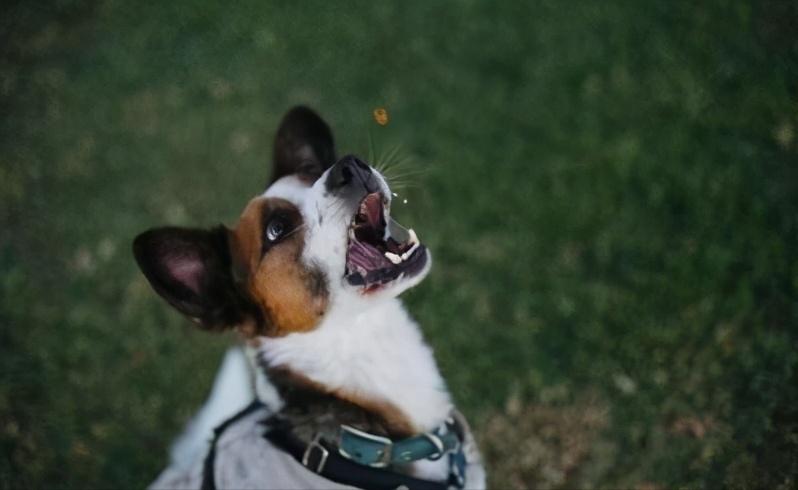 狗为什么对着没人的地方惨叫,狗会对什么朝着角落吠晚上