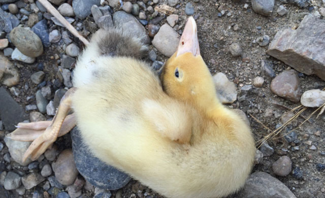 鸭子头颈歪了怎么办,鸭子出现浆膜炎怎么引起的