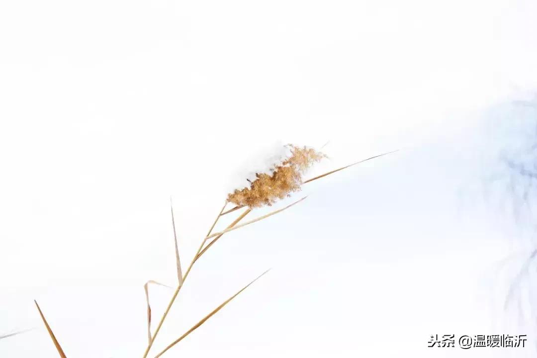 雪后的临沭小城，美得令人窒息