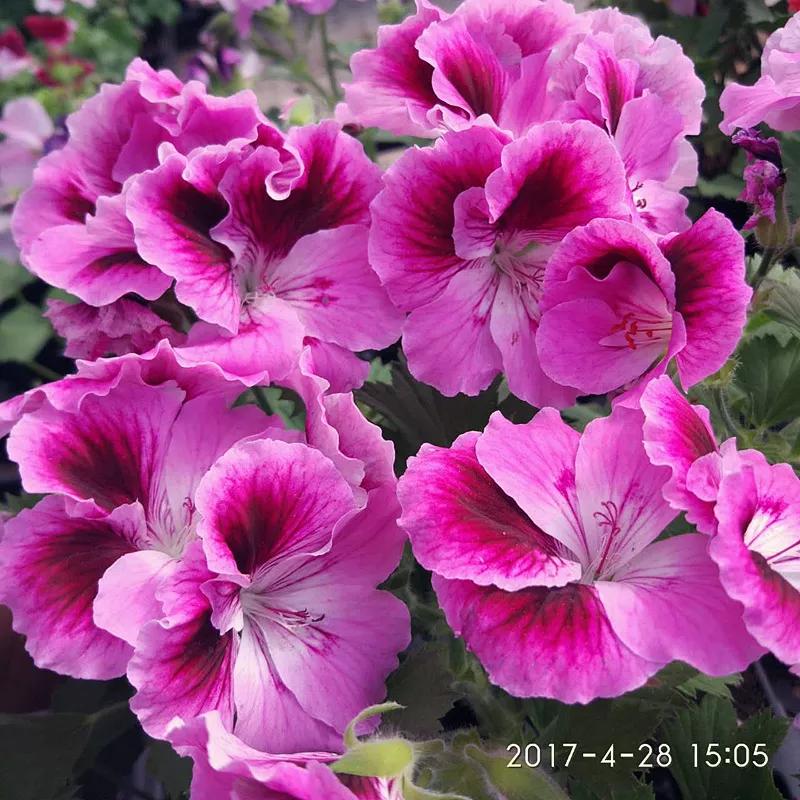 10种天竺葵,天竺葵100种图片大全