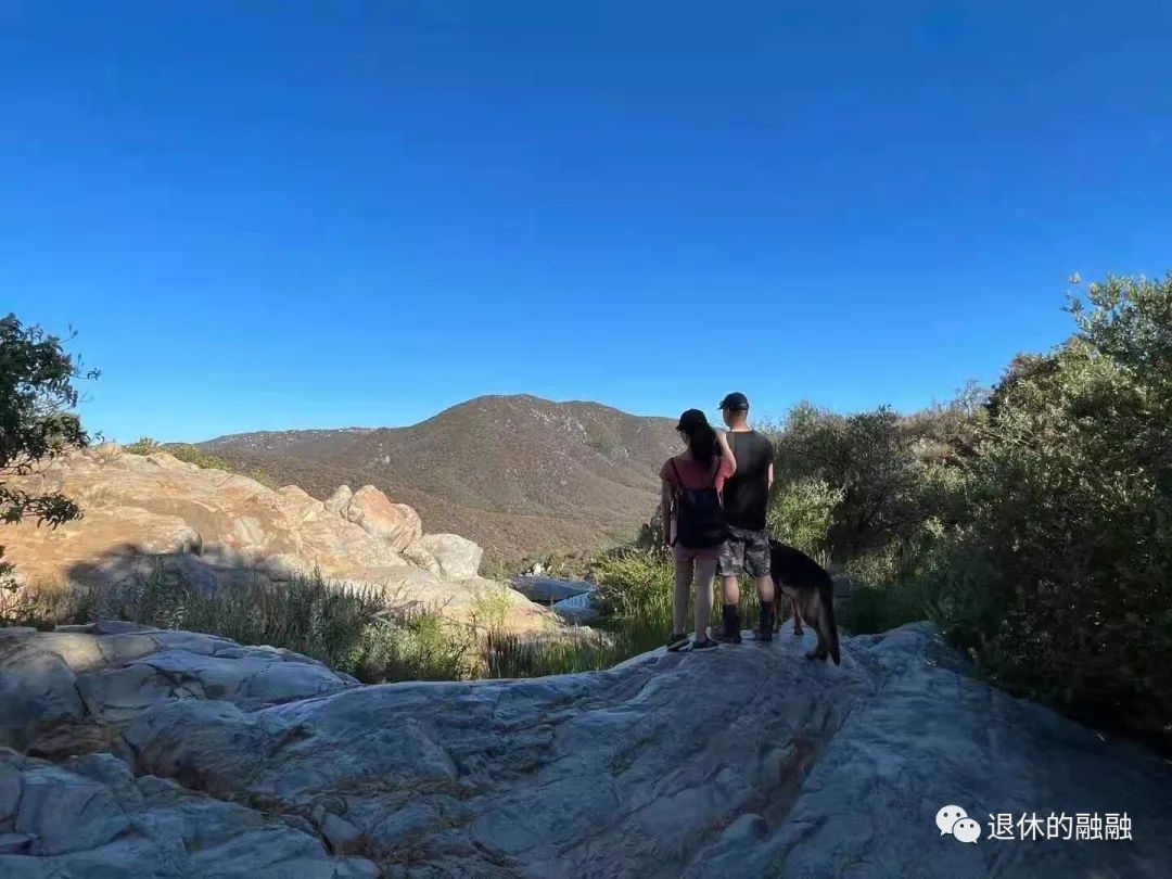 无花果12月结果,无花果叶子治痔疮的正确方法