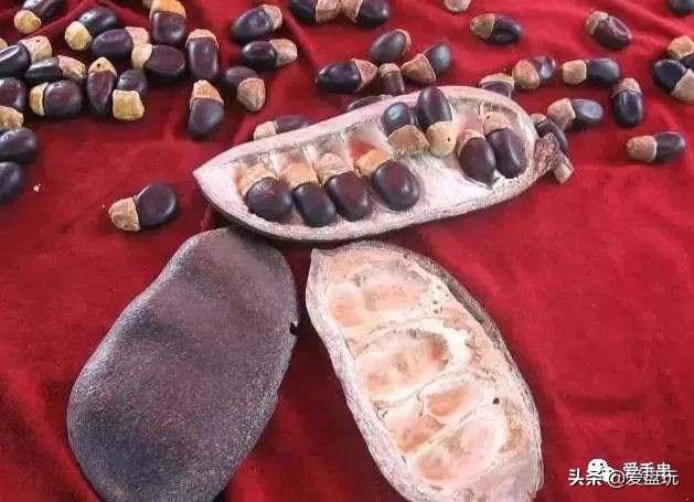 滴血莲花菩提子盘玩10年效果图,最简单菩提盘玩方法