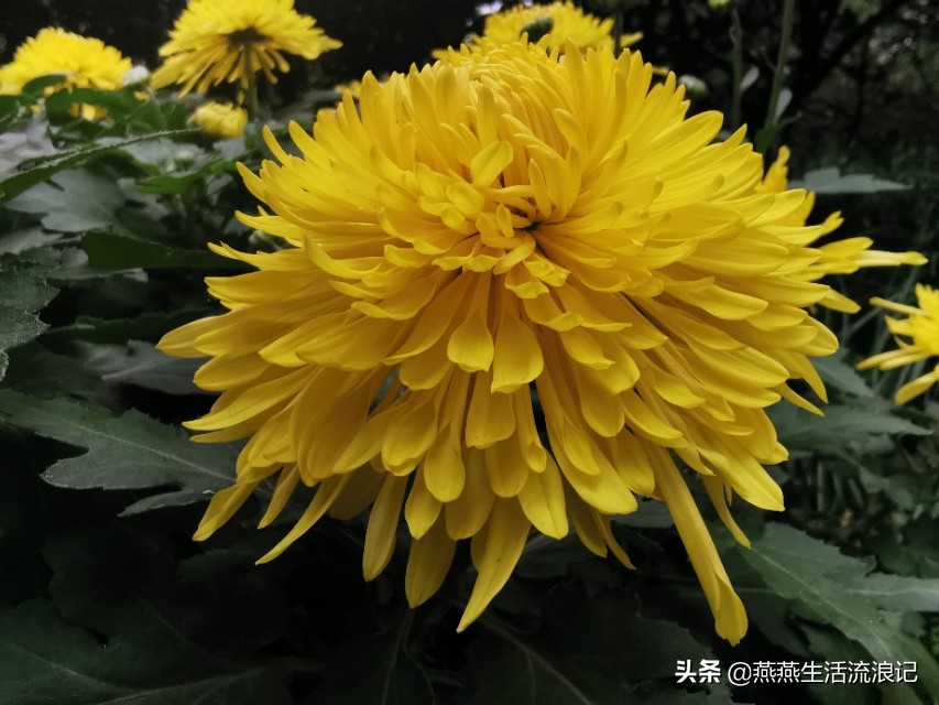 菊花开过后如何养护来年再开花,菊花的详细养护和技巧