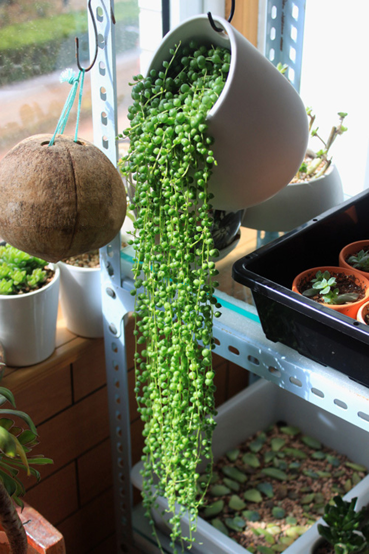 吊兰花卉的种类图片及名称,好看的吊兰植物图片及名称