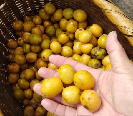 湖南人的酸枣,酸枣核是很多南方人的童年回忆