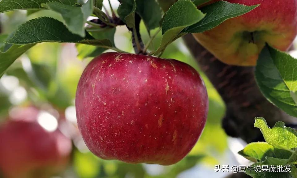苹果滞销救救果农,苹果滞销愁坏果农