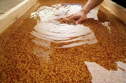 沱牌经典十年,沱牌70周年