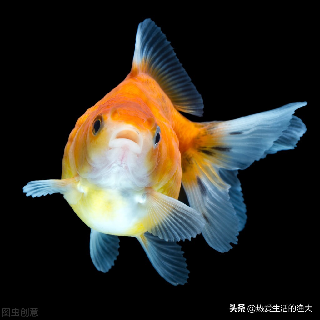 金鱼拉的细长的白线怎么办,金鱼拉得太多怎么办