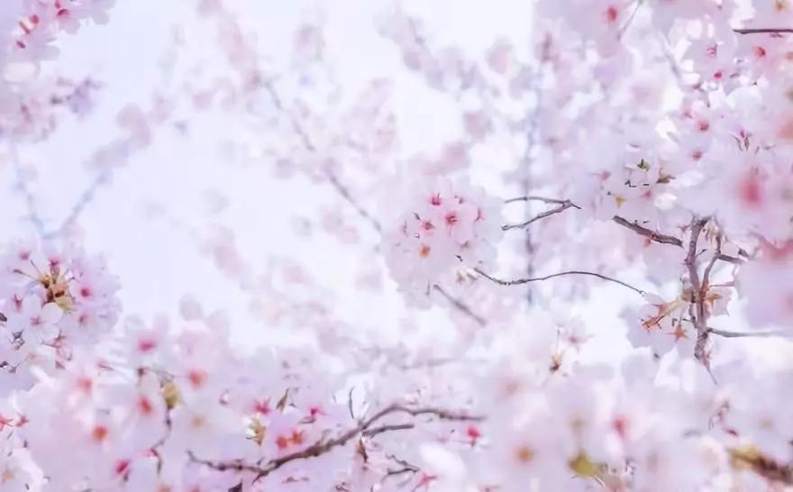 不输日本的3个赏樱地,何必舍近求远国内10大赏樱胜地