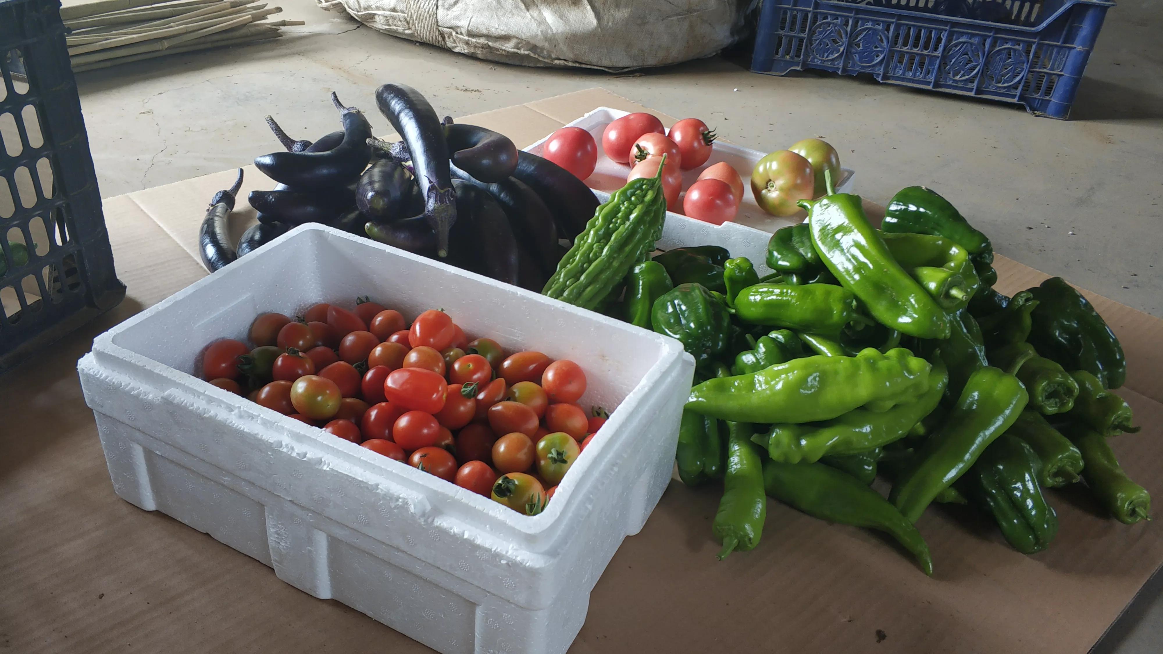 我的种植初体验,有机农业增产