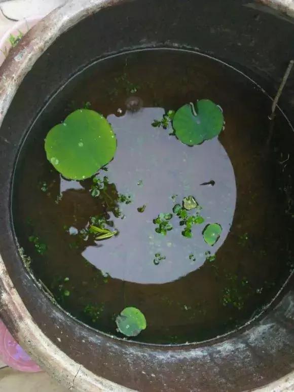 水缸种莲藕吃不完,旧水缸种莲藕的方法