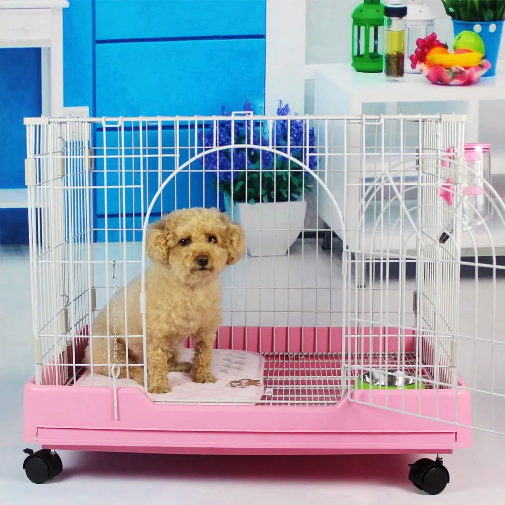 趾间炎狗狗怎么预防,下雨天怎么预防狗狗趾间炎