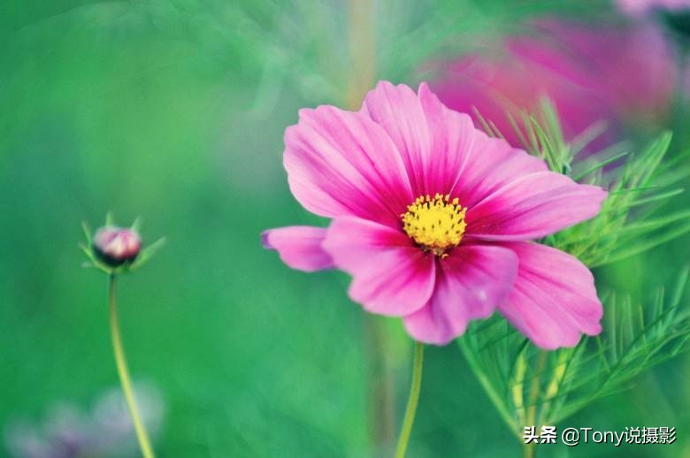 摄影基础知识入门光圈,摄影基础知识景深是什么