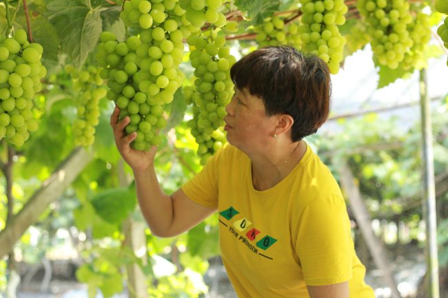 吴培先：重庆水果种植“一姐”的变与不变