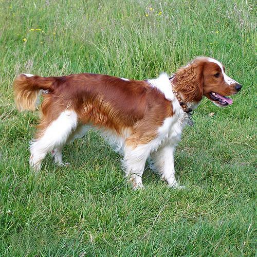 世界上所有的狗品种图片,世界最名贵的狗前十名及其简介