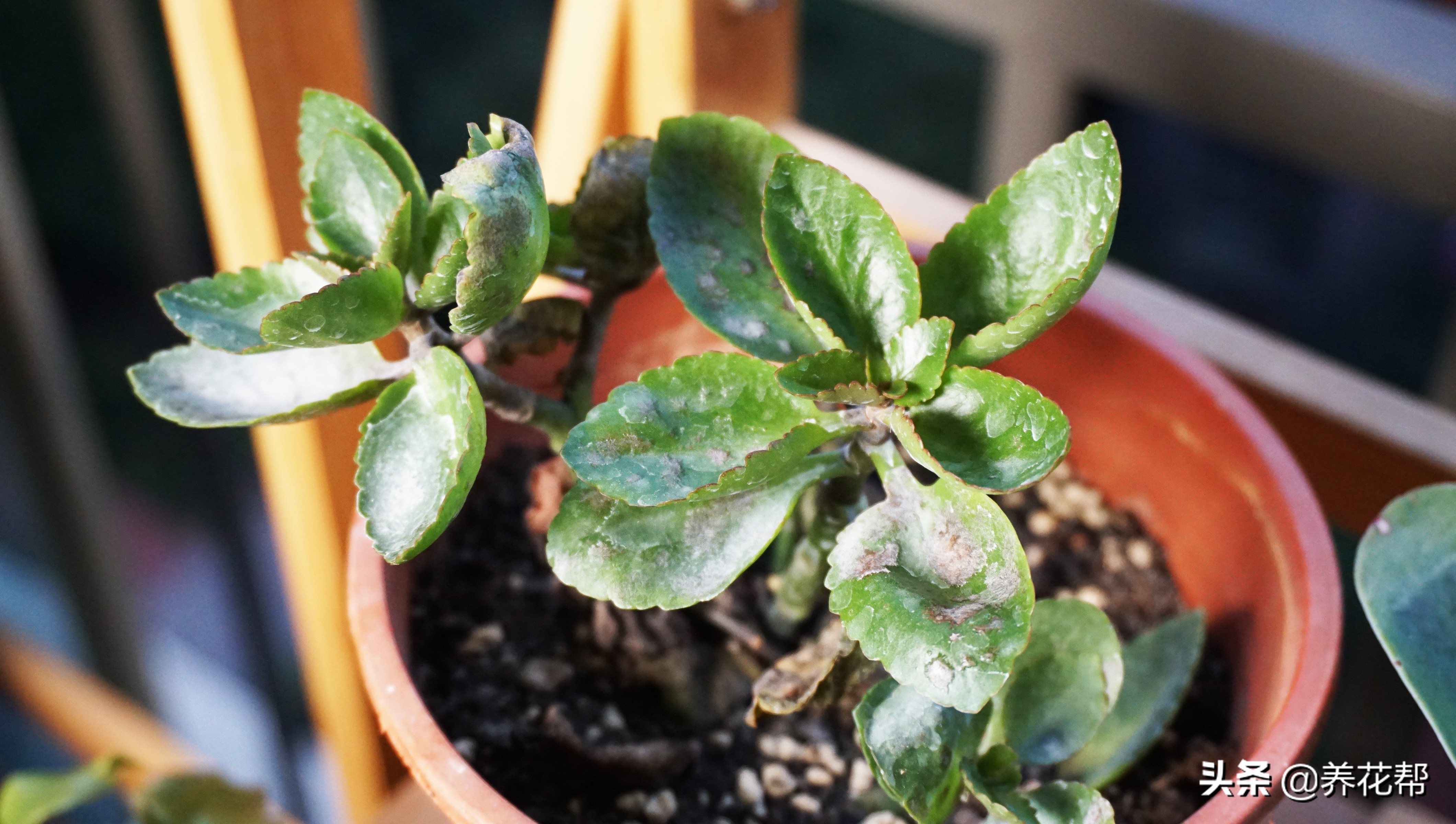 长寿花白毛病喷药后变黑怎么回事,长寿花白粉病后掉叶子是怎么回事