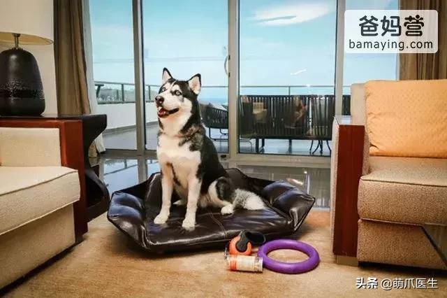 带宠物住宿酒店,带宠旅行酒店