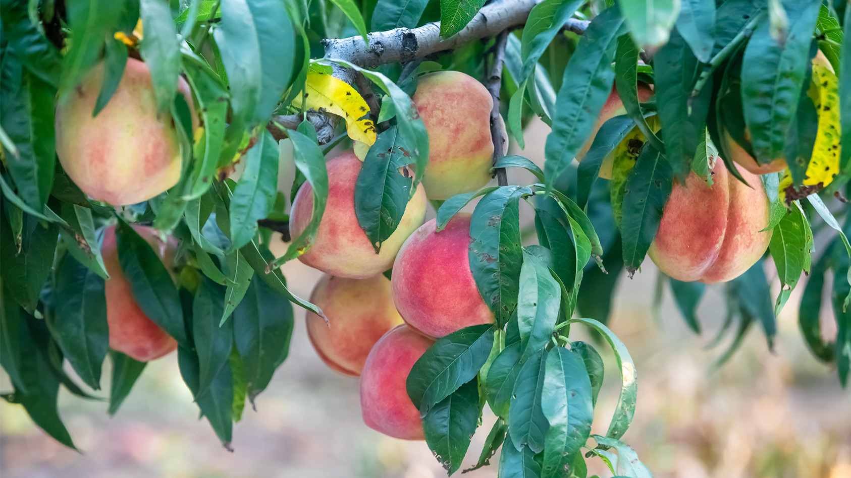 济南南山好吃的美食店推荐,济南南山区有什么好吃的