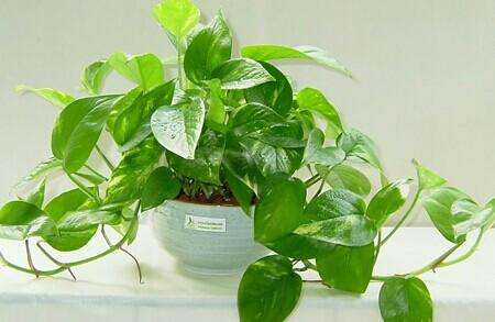 啤酒兑水浇绿萝的比例是多少,啤酒直接浇绿萝了能烧死吗