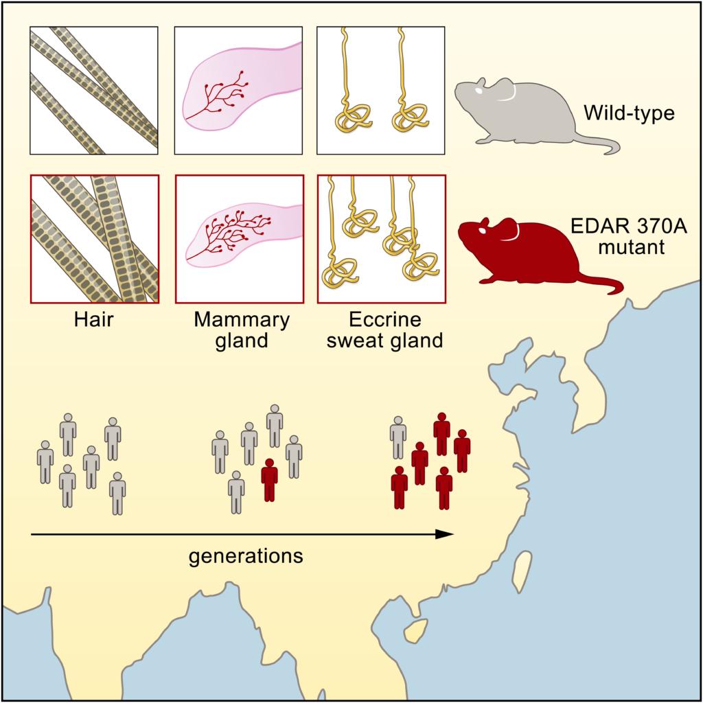 东亚女性胸部较小是基因决定的吗,为什么东亚女性胸比较小