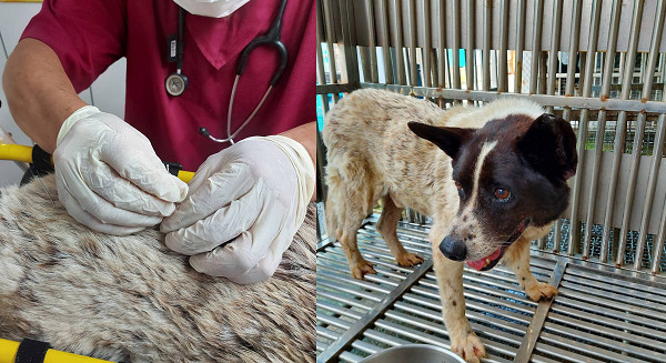 收容所发现瘫痪的狗,狗狗老年痴呆针灸