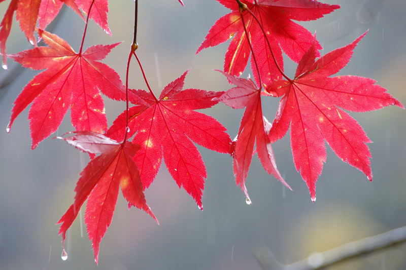 秋景拍摄技巧和方法,秋景拍摄三大忌