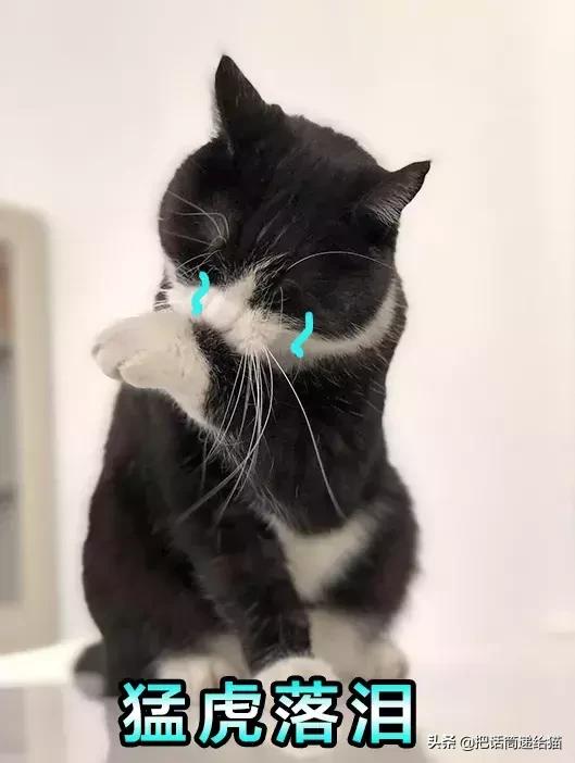 猫故事全集,猫故事小说