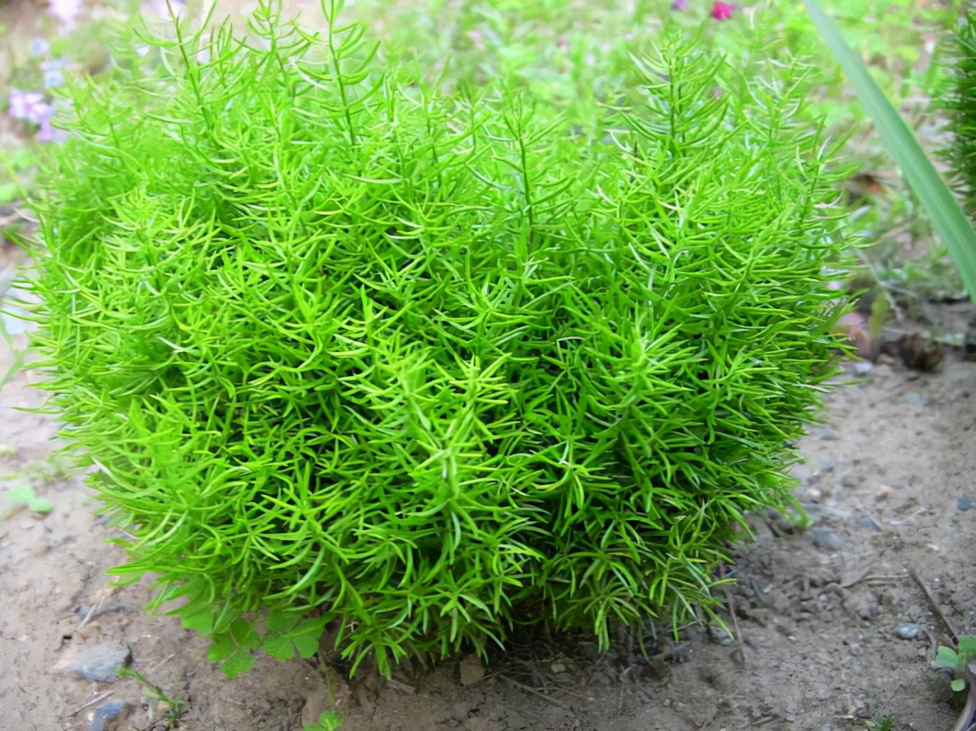 经方治疗口咽干燥,一味中药治秋燥