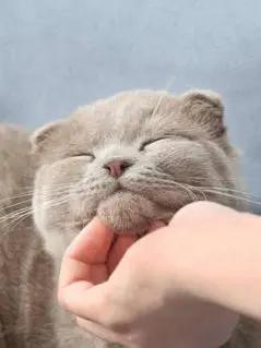 怎么给猫挑选猫粮,喜马拉雅猫怎么挑选