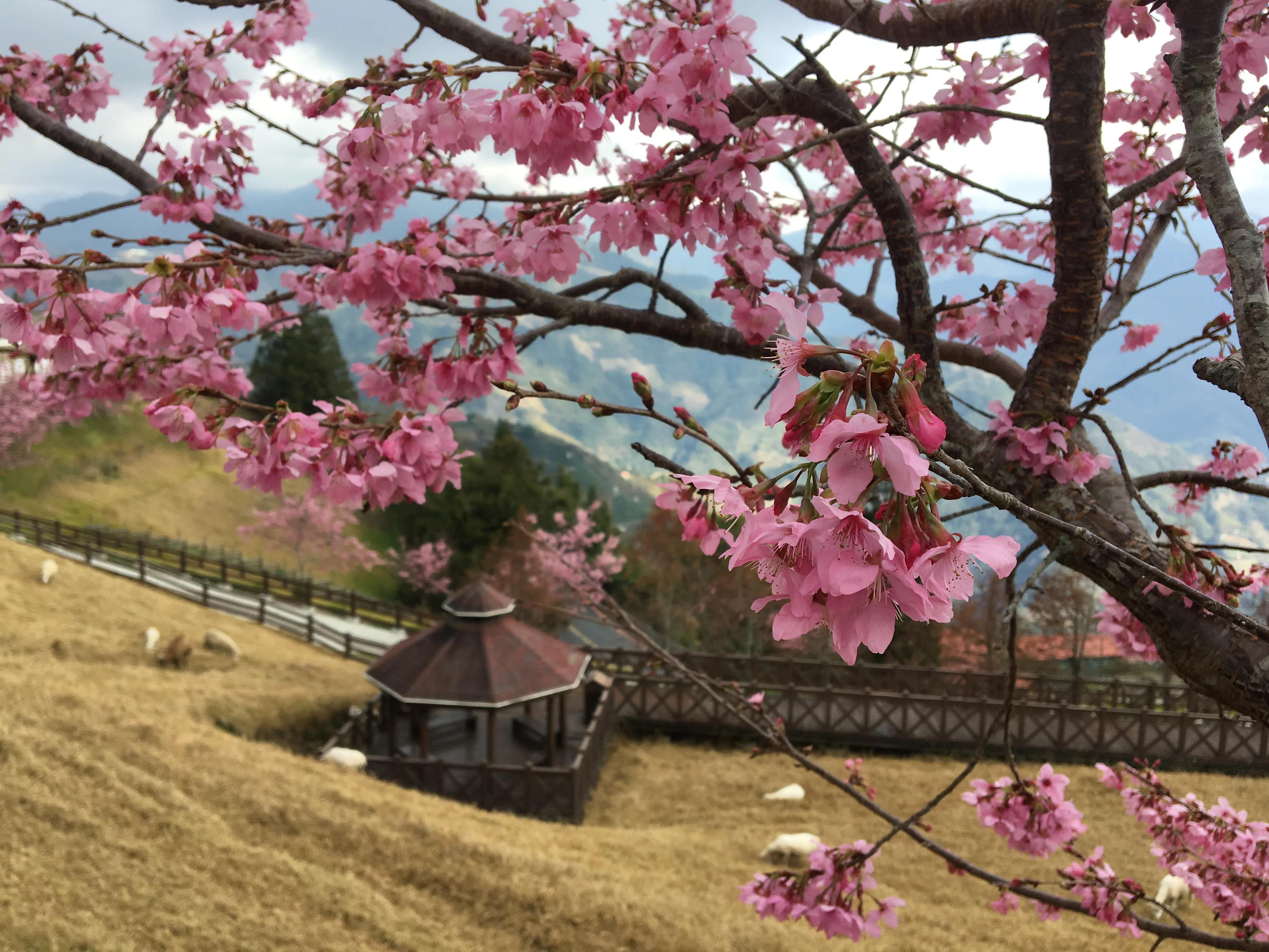 台湾篇之清境农场的樱花