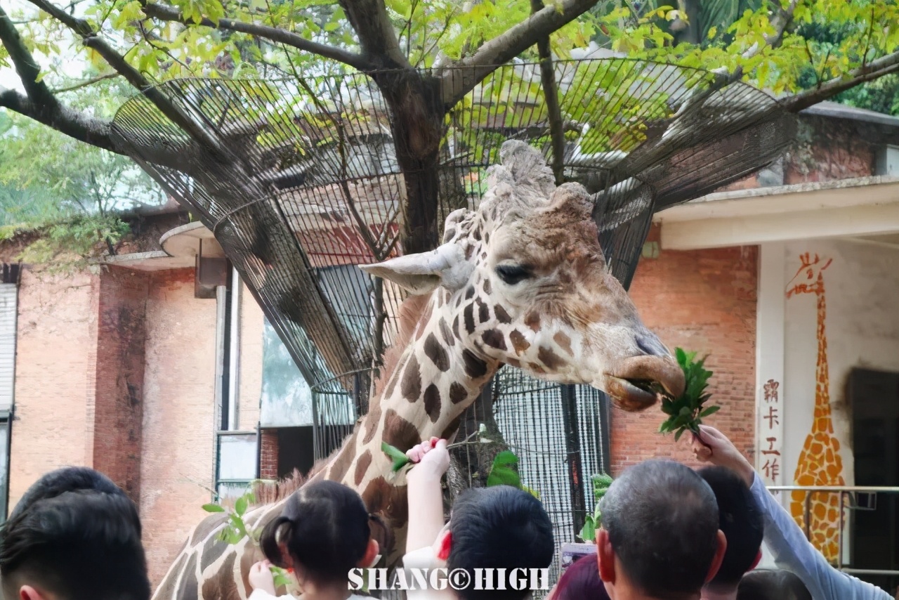 和平公园动物岛还有吗,和平公园可以喂动物吗