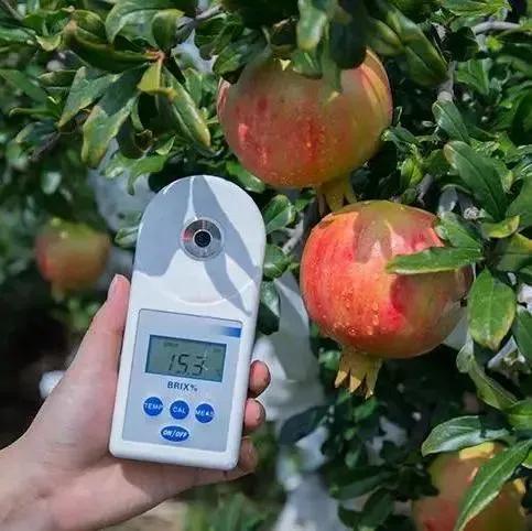 石榴突尼斯软籽石榴爆甜多汁,好吃不吐籽的突尼斯软籽石榴来了