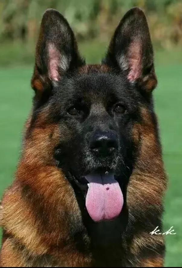 我的狗情结（三）