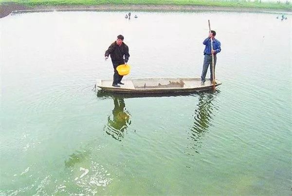 鱼病防治的八宜八忌,如何预防鱼病