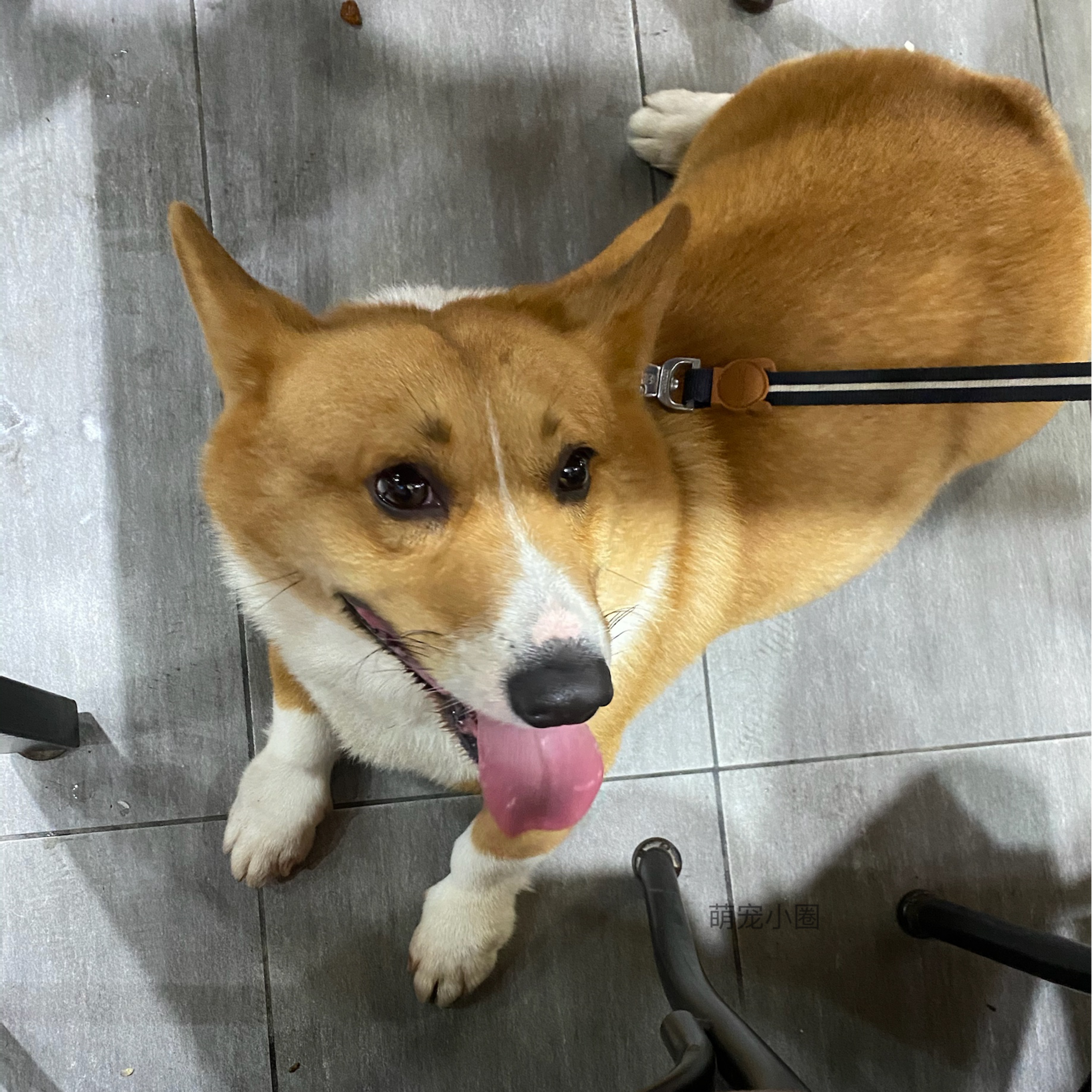 最尴尬的事情发生了，家里的柯基犬第一次交配没经验，还要被围观