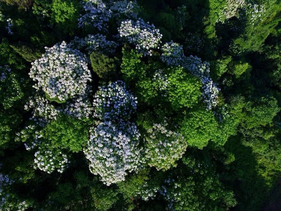 隐世原乡,又见桐花开。