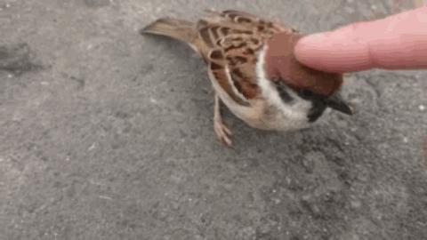 大象还没走，貉又来了！上海100多个小区出现，长得很像小浣熊？