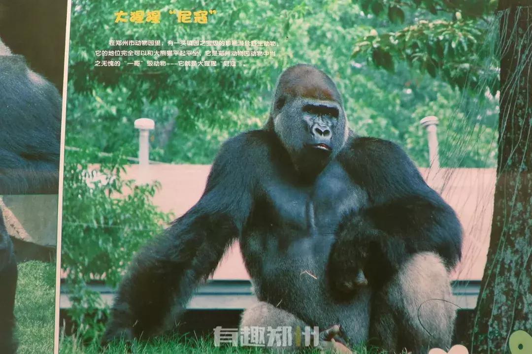 郑州市动物园开放,郑州市动物园什么时候去合适