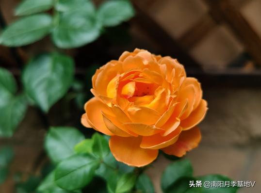 16种双色条纹月季,耀眼的明星月季