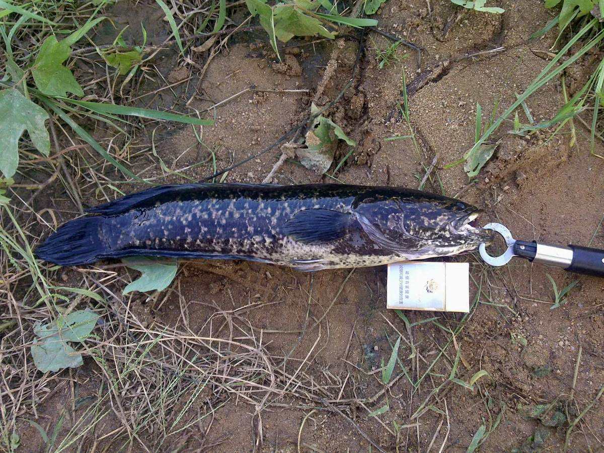 最强路亚假饵雷蛙的绑法,路亚雷强为什么都用雷蛙